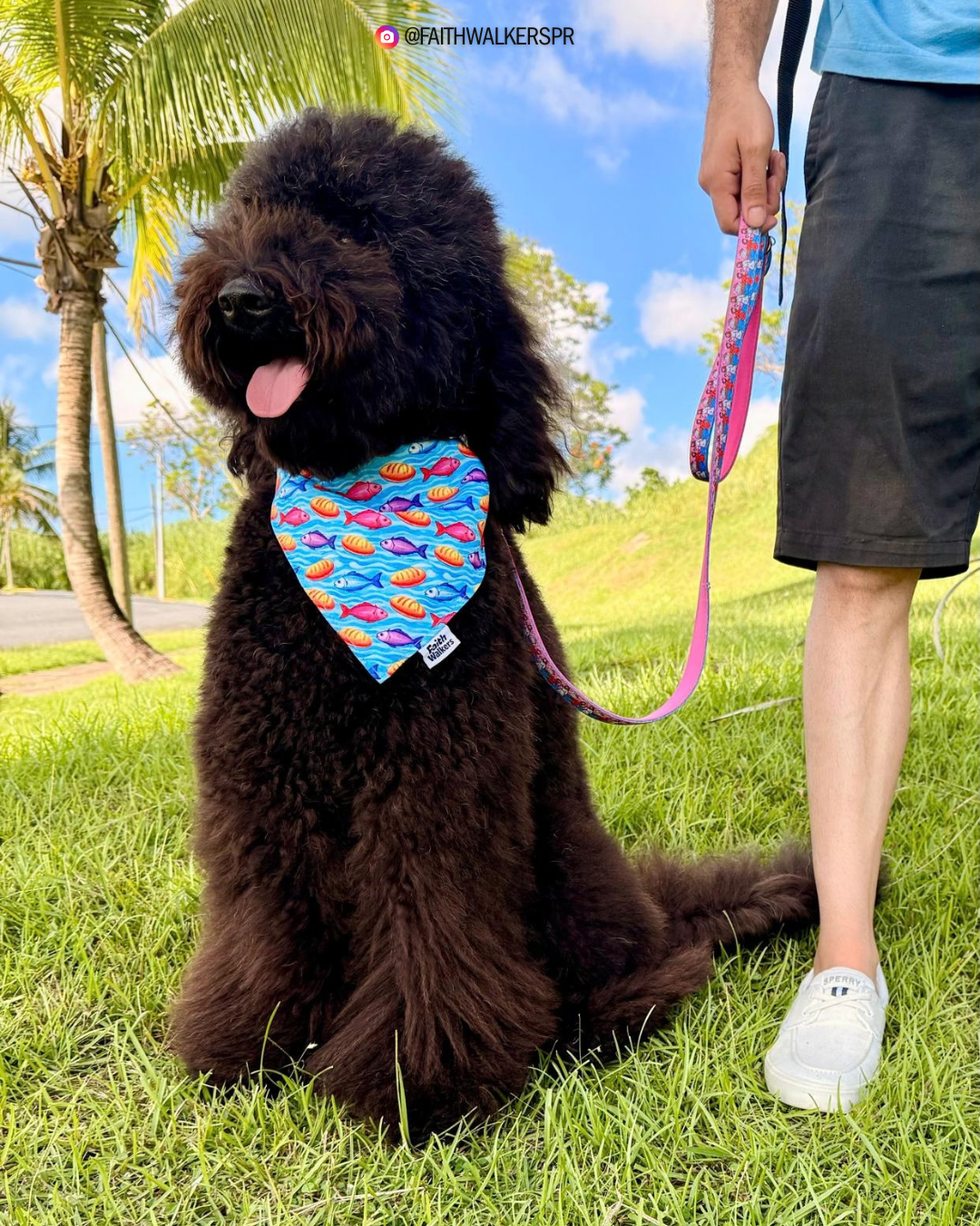 Black fluffy dog wearing the blue Loaves and Fishes bandana while sitting on grass beside a person.
