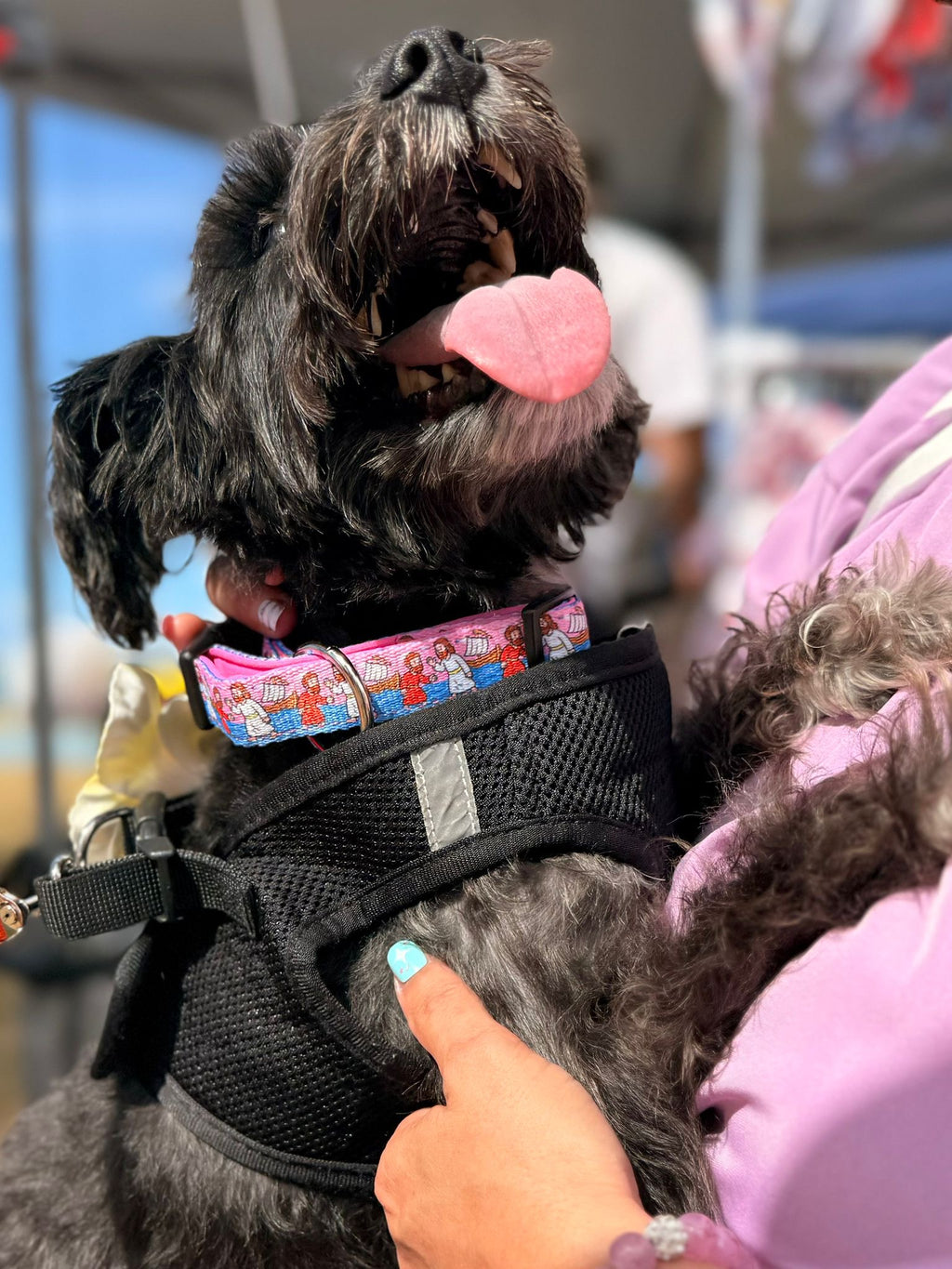 Black dog wearing a pink Walk by Faith collar and black harness while being held outdoors.