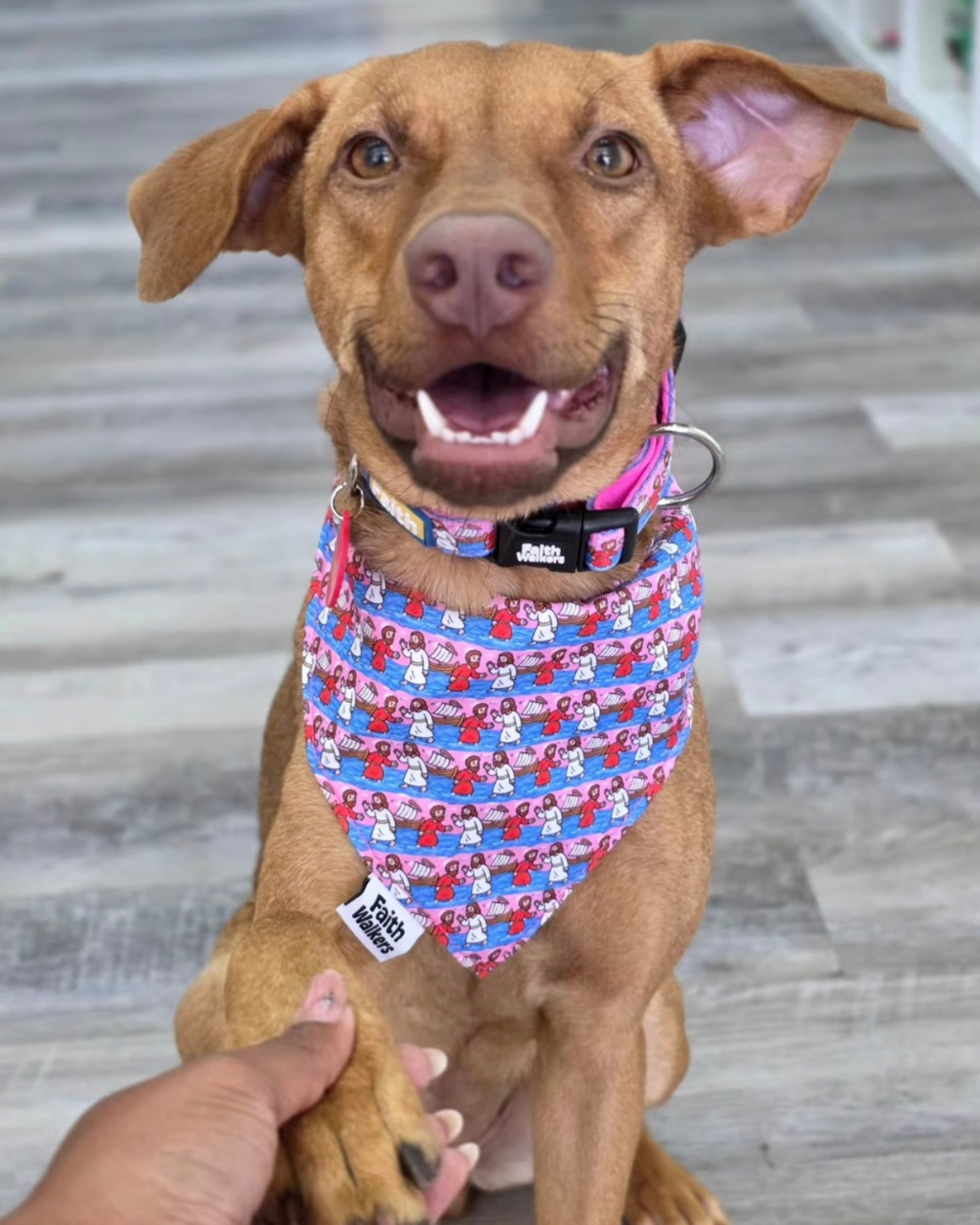 Brown dog wearing the pink and blue Walk by Faith bandana and matching collar while giving a person its paw.
