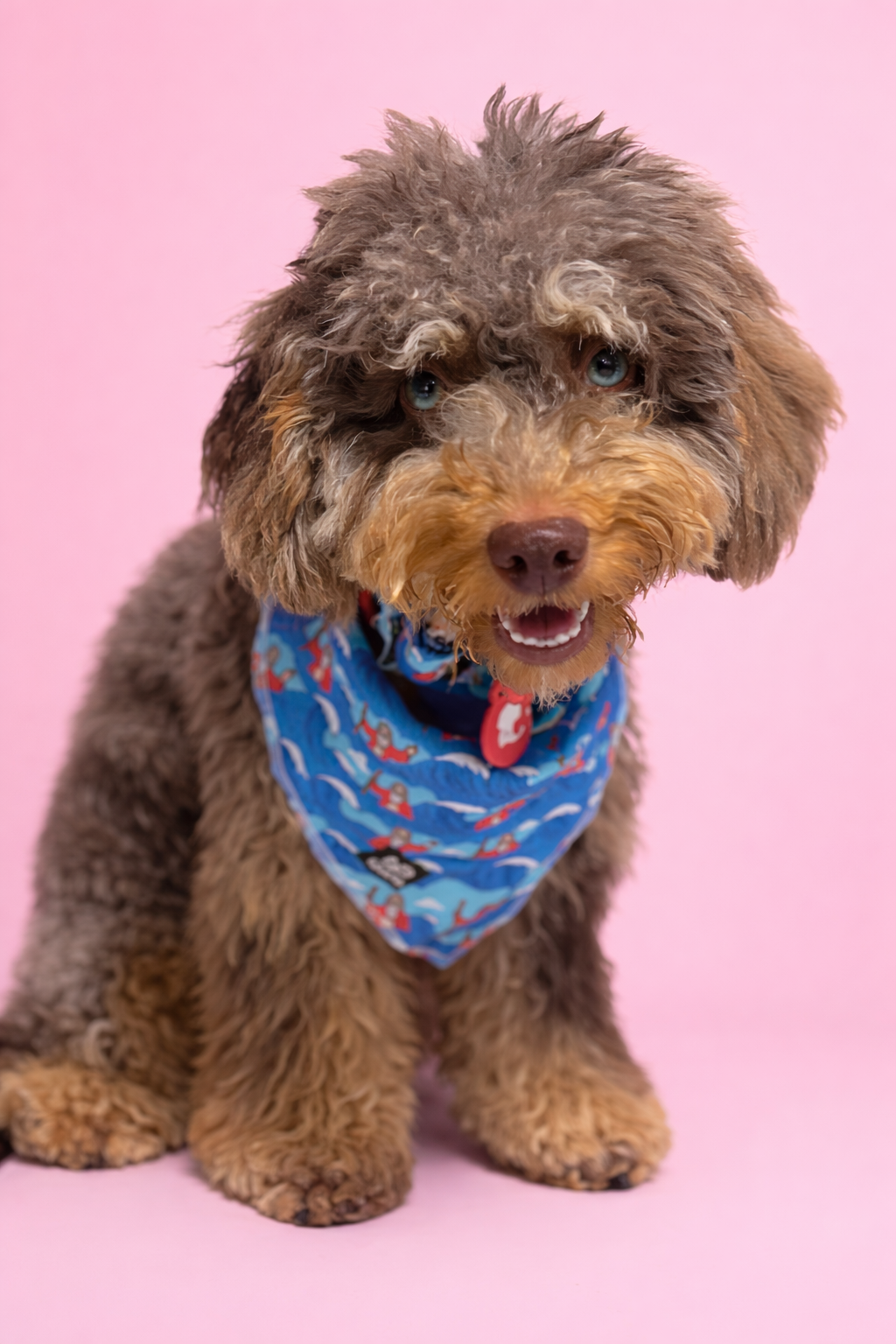 Brown curly-haired dog wearing the blue Moses and the Red Sea bandana while sitting against a pink background.