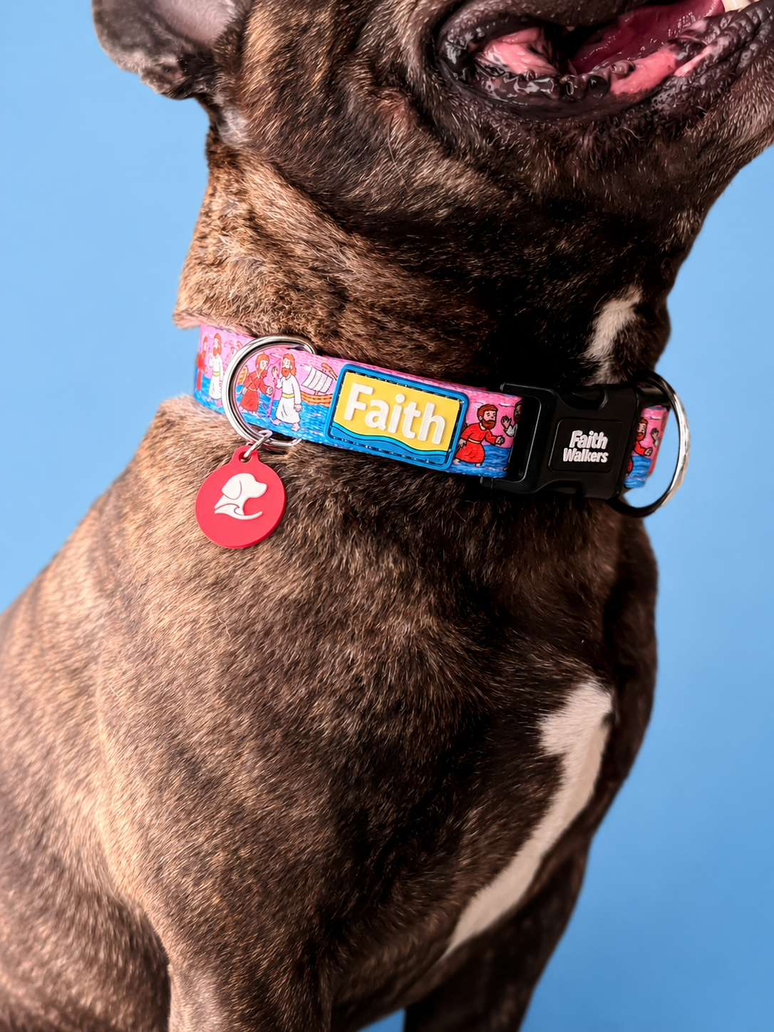 French Bulldog wearing the pink Walk by Faith collar with a yellow Faith patch and red tag against a blue background.