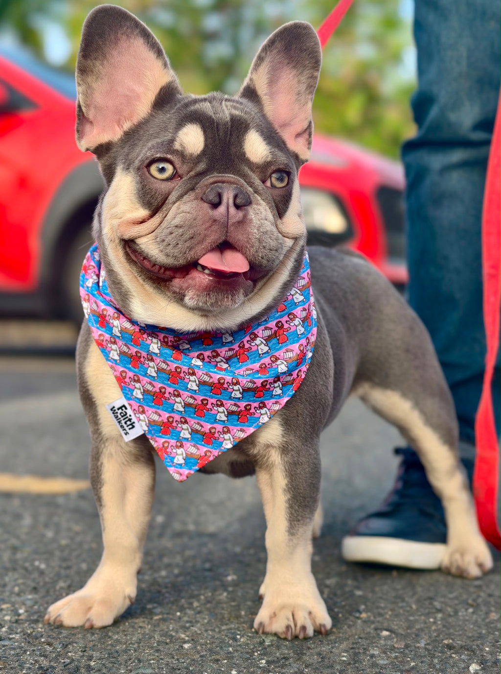 Gray and tan French bulldog wearing the pink and blue Walk by Faith bandana outdoors.