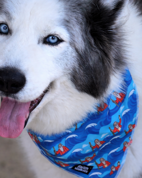 Gray and white dog with blue eyes wearing the blue Moses and the Red Sea bandana with a Faith Walkers label.