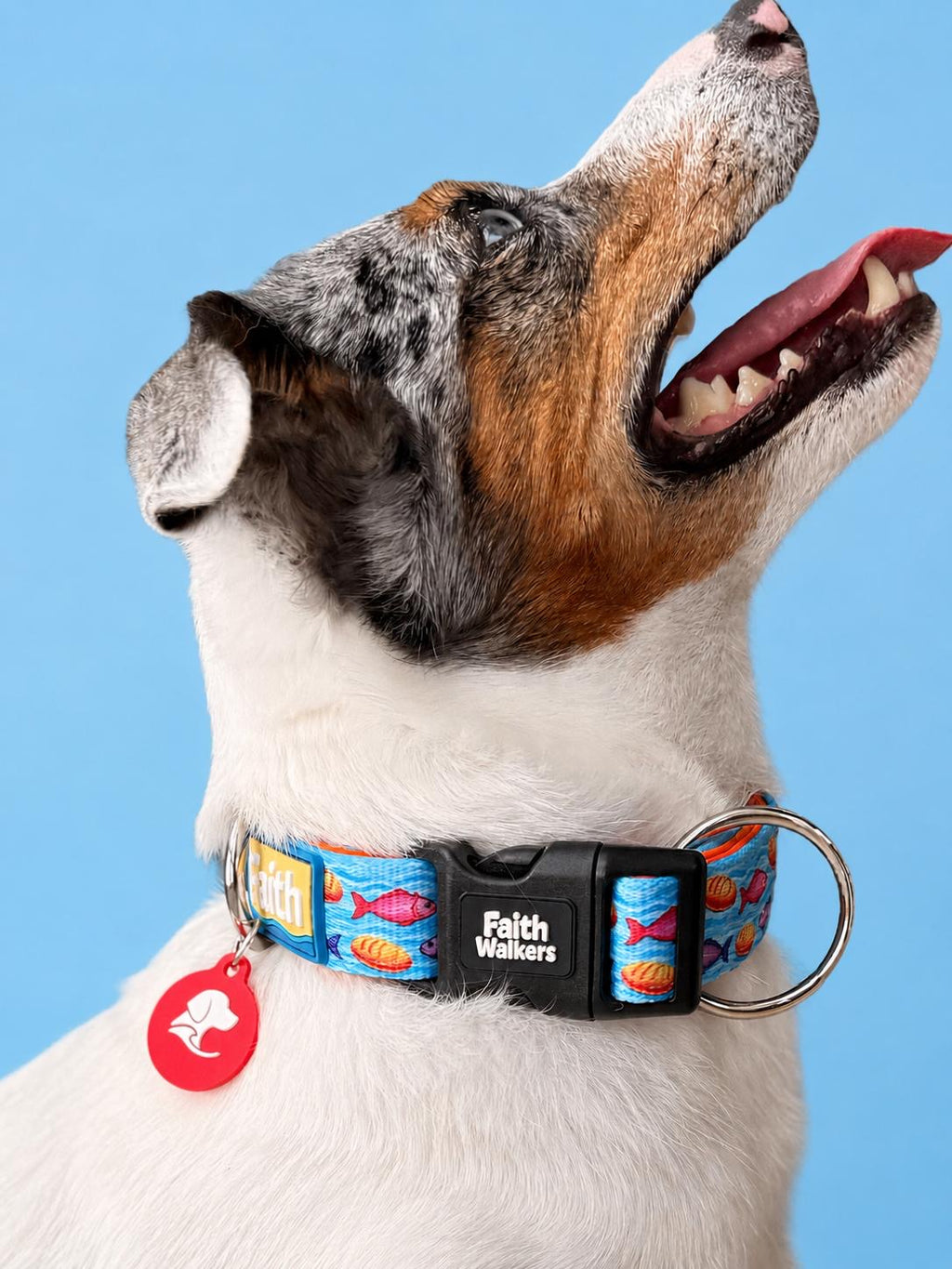 Dog wearing the blue Loaves and Fishes collar with a black Faith Walkers buckle, safety O-ring and red tag.