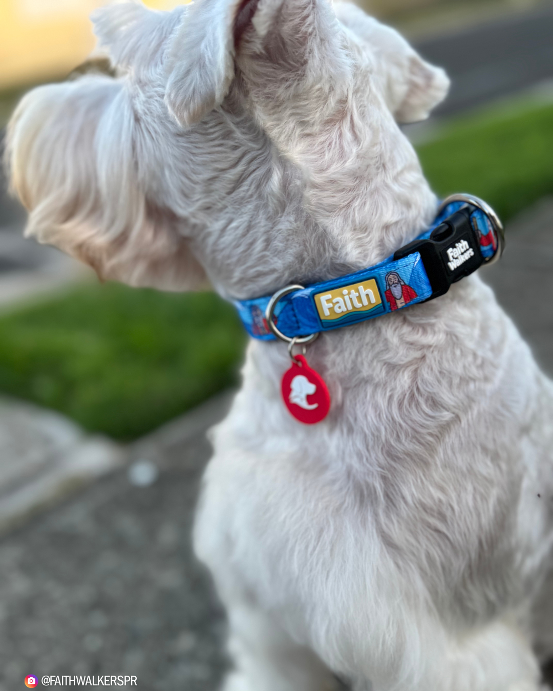 White dog wearing the blue Moses and the Red Sea collar with a yellow Faith patch, black buckle and red tag outdoors.