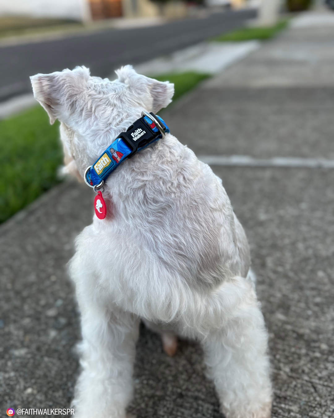 White dog viewed from behind wearing the blue Moses and the Red Sea collar with a black Faith Walkers buckle and red tag.