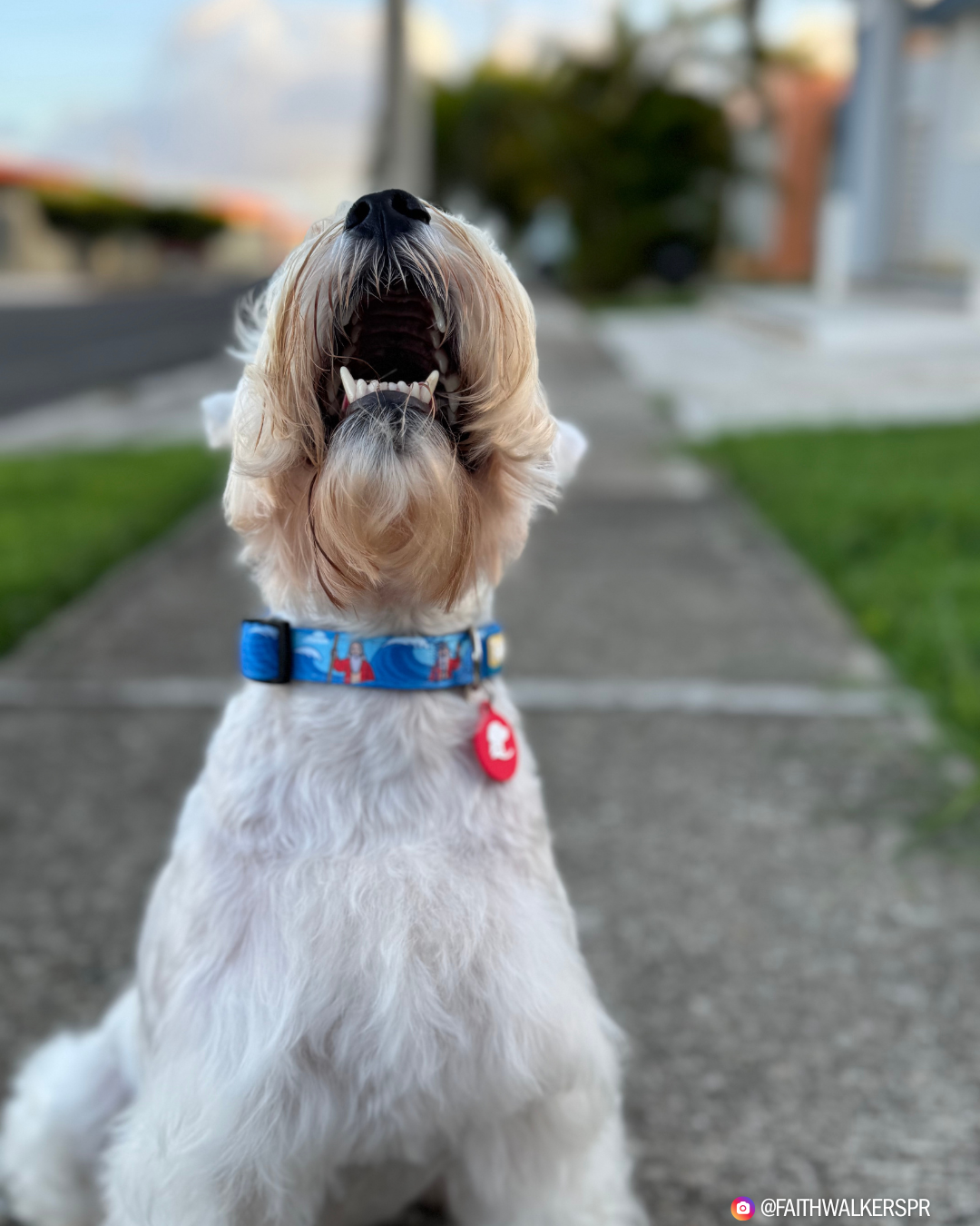 White dog looking upward while wearing the blue Moses and the Red Sea collar with a red tag outdoors.