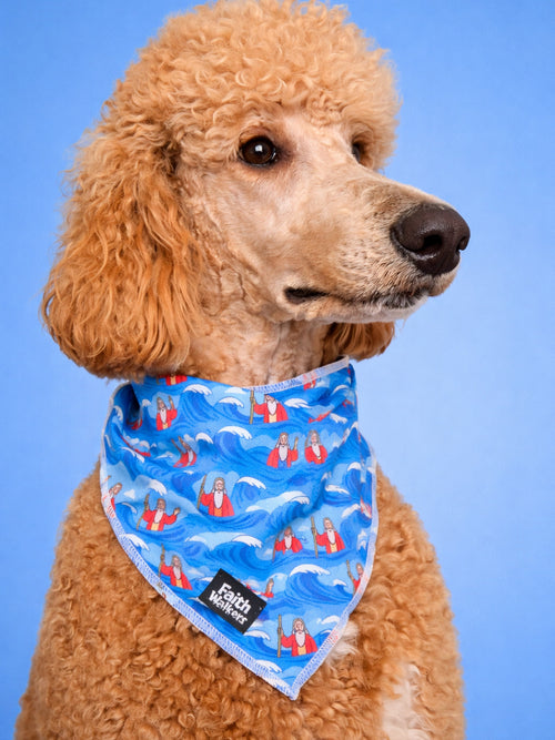 Apricot poodle wearing the blue Moses and the Red Sea bandana with a Faith Walkers label against a blue background.